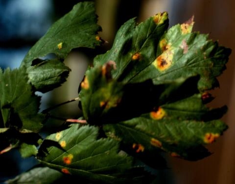 Sporangium stage of hawthorn rust.