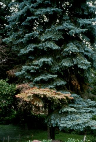 "Bottom up": The most common way spruces die due to cytospora canker.