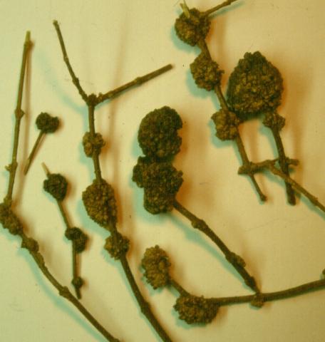 Phomopsis galls on forsythia.