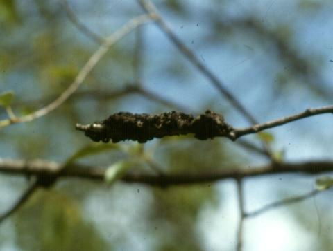 Black knot (2nd yr) on plum.