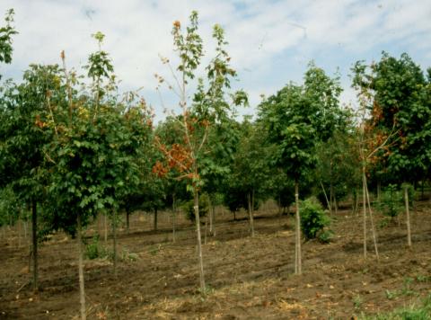 Verticillium wilt killing maple tree in nursery.