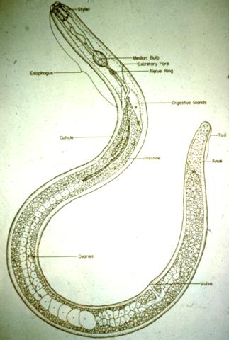 Pinewood nematode (cause of pine wilt).