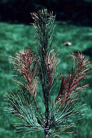 Northern pine weevil damage. P. Nixon