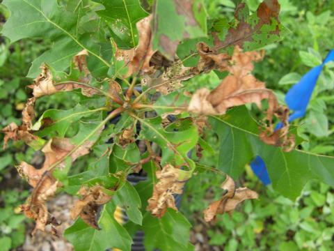 PGR herbicide drift on red oak.