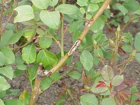 Old canker on rose.