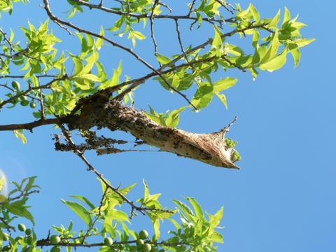 Old eastern tent caterpillar