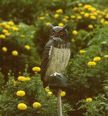 Wooden owls can help scare yellowbelly sapsuckers out of trees
