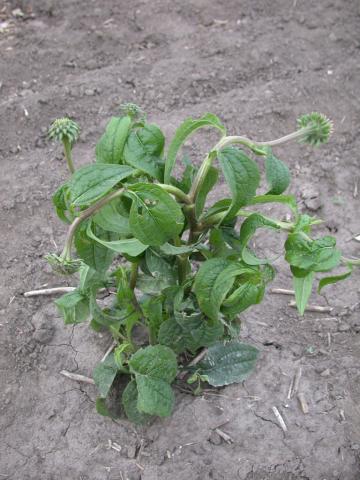 Purple coneflower plant as affected by PGR herbicide drift.