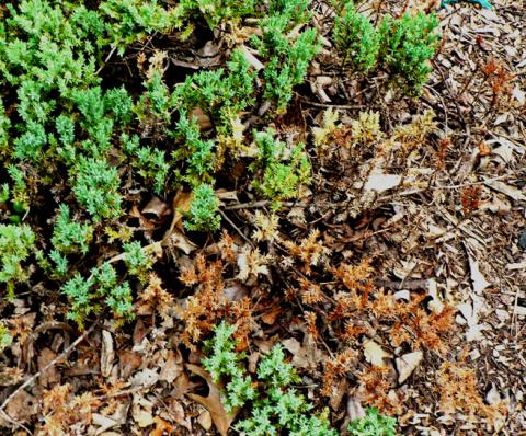 Phomopsis blight of juniper.