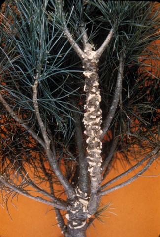 White pine blister rust aecia.