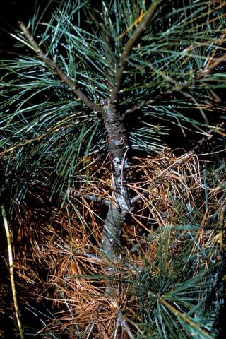 White pine blister rust aecia.