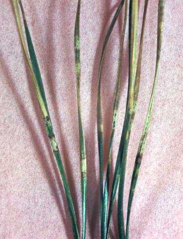 Lophodermium needle cast symptoms.