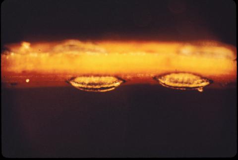 Lophodermium needle cast fruiting bodies.