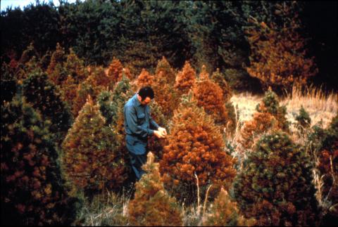 Lophodermium needle cast symptoms on Scots pine.