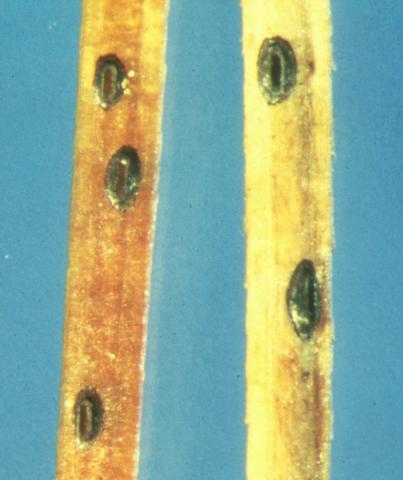 Lophodermium needle cast fruiting bodies.