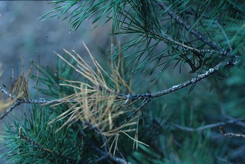 Pine root collar weevil adult twig damage on pine. P. Nixon.