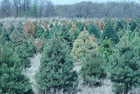 Pine root collar weevil damage to pine plantation. P. Nixon.
