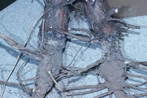 Pine root collar weevil larval damage to root collar on pine. P. Nixon.