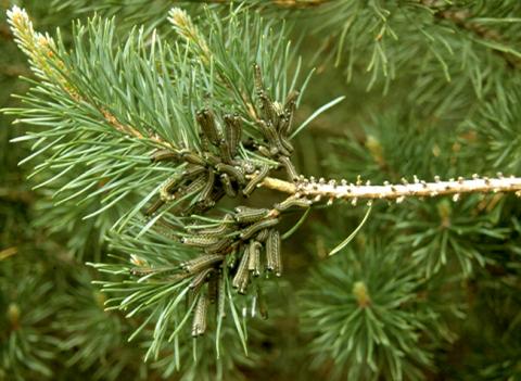 Pine sawfly on Austrian pine