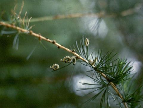 Pine sawfly on larch