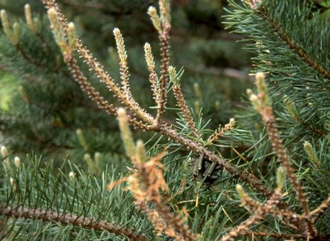 Pine sawfly and damage on Austrian pine

