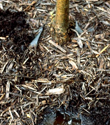 Note weed barrier edge sticking through mulch and standing water