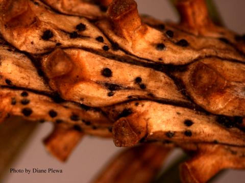 pseudothecia close up, photo by Diane Plewa