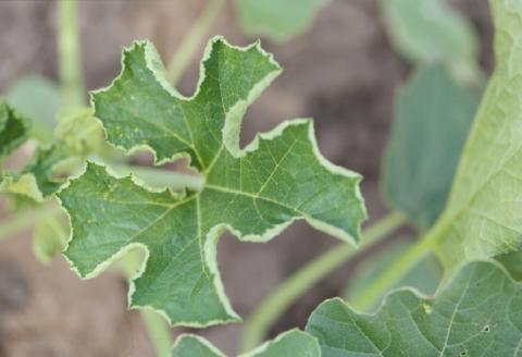 PGR herbicide drift on pumpkin.