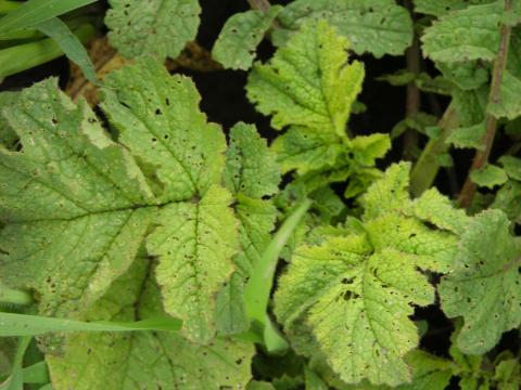 Chlorimuron (ALS) herbicide drift on radish.