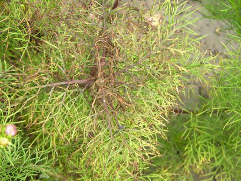 Glyphosate herbicide drift on Cosmos.