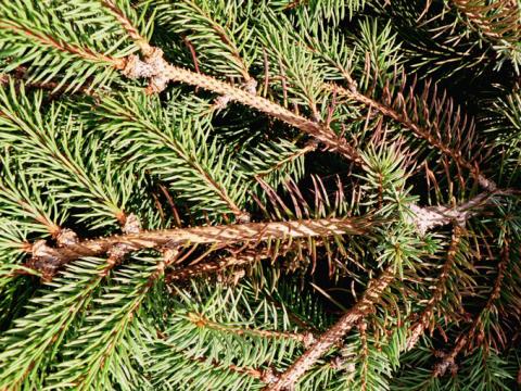 Rhizospaera needle cast of blue spruce.