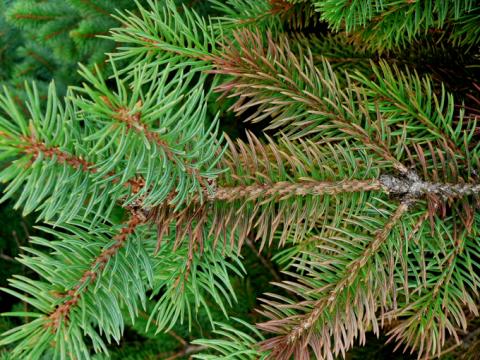 Rhizospaera needle cast of blue spruce.