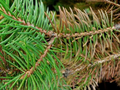 Rhizospaera needle cast of blue spruce.