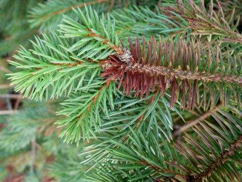 Rhizospaera needle cast of blue spruce.