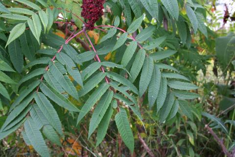 leaves of smooth sumac