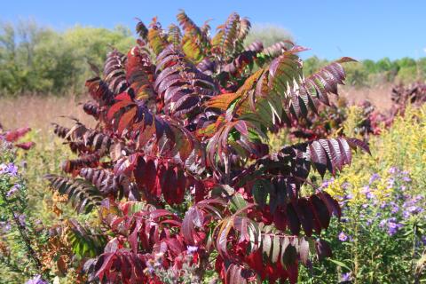 smooth sumac in fall color