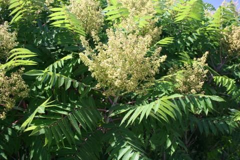 flowers of smooth sumac