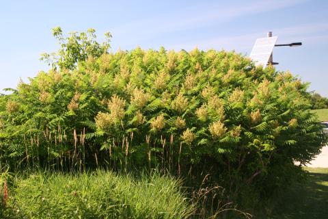 Smooth Sumac, whole plant