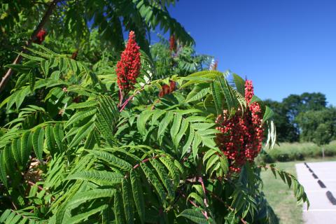 fruit of smooth sumac