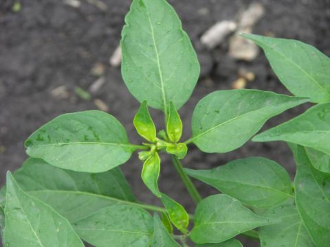 Glyphosate herbicide drift on pepper plant.