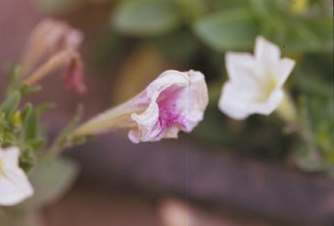 Glyphosate herbicide drift on petunia.