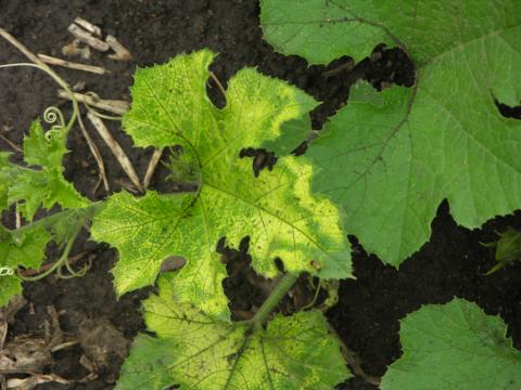 Glyphosate herbicide drift on pumpkin (cucurbit).