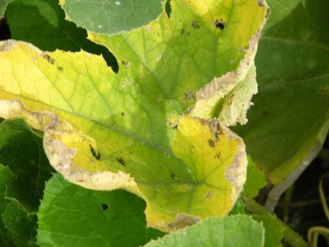 Glyphosate herbicide drift on pumpkin (cucurbit).