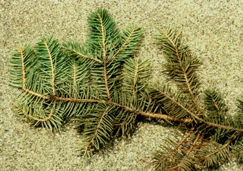 Spruce spider mite damage to spruce