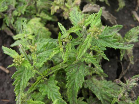 Chlorimuron (ALS) herbicide drift on salvia.