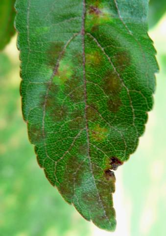Apple scab on crabapple leaf.
