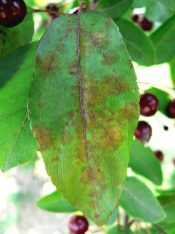 Apple scab on crabapple leaf.