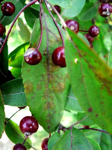 Scab on fruit and leaves of crabapple.