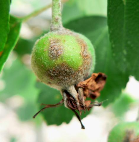 Apple scab on crabapple fruit.