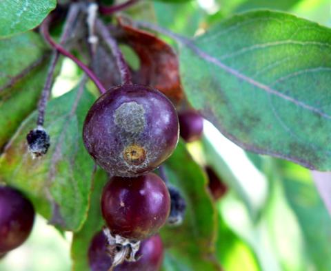 Apple scab on crabapple fruit.